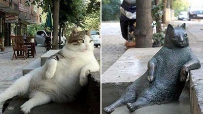 ​猫咪天堂不是只有日本！土耳其的伊斯坦布尔更加爱猫如命