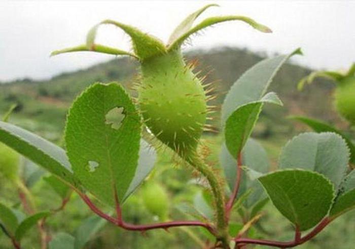 农村5种带刺果子, 食用效果不错少有人知