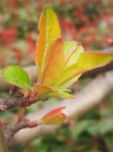 ​手机植物图集  春天新发的小嫩芽