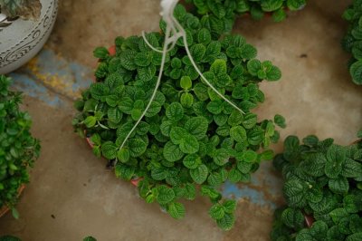 ​吸毒草视频：垃圾桶捡来的花，处理后放家里还能净化空气