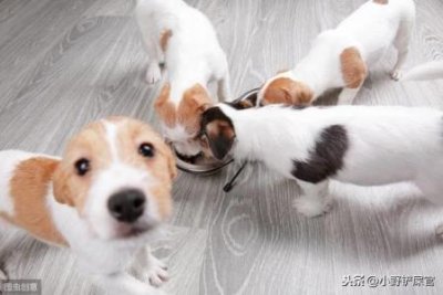 ​柴犬脚趾缝发炎用什么药？这些药物，家中要常备 柴犬脚趾甲要剪吗？