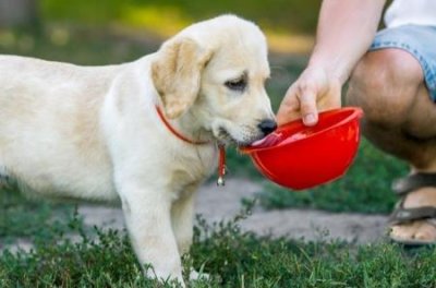 ​拉布拉多犬城市能养吗？拉布拉多城市可以养吗？