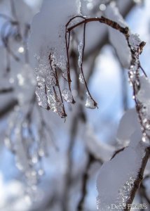 ​12个雪景摄影技巧（如何拍摄神奇的雪景）