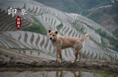 ​中华田园犬到底是什么狗，几千年的流传为何遭到嫌弃