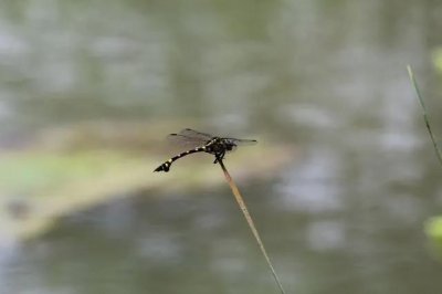 ​与直升机最为相似的一种蜻蜓 大团扇春蜓