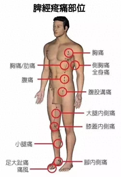 五脏六腑经络疼痛区域划分图