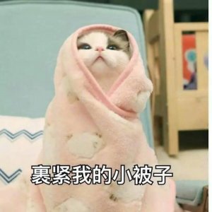 ​猫咪反应速度排名，炸裂式反应速度上榜