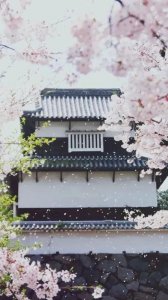 ​15首经典樱花诗词，带你赏樱花