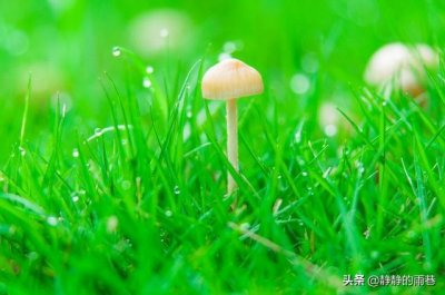 ​叶子的前世今生