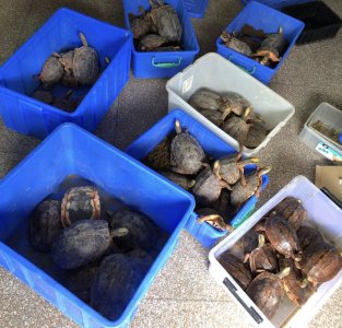 ​龟市利好消息：南石龟价、金钱龟价格全面上涨