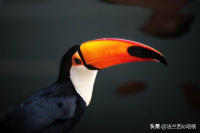 ​鸟嘴为什么各不相同，有的大有的小？
