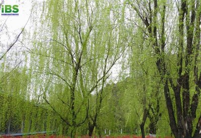 ​春天有几个节气分别是什么「详细讲解：春天里的6个节气介绍」