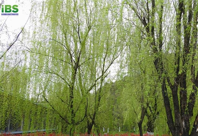 春天有几个节气分别是什么，春天里的6个节气介绍
