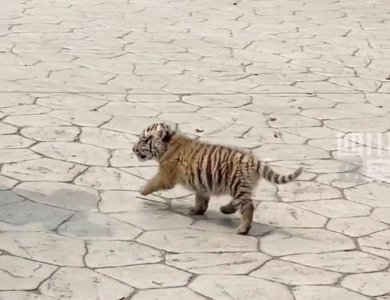 ​一个月小老虎出街引人围观，走路一歪一扭戳中萌点！拍摄者：和猫咪有差别