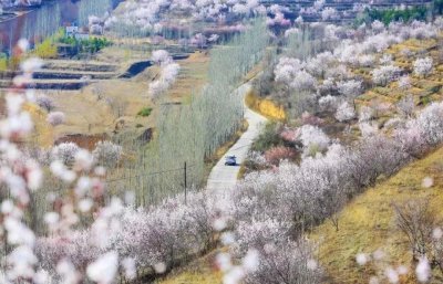 ​山花烂漫 美丽彭阳