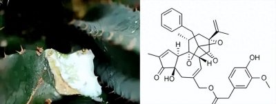 ​世界上最辣、最苦、最甜、最咸、最酸的物质，各吃一勺会怎样？