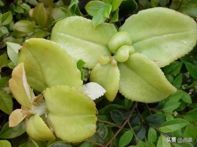 ​诚壹科普：山茶花树，茶叶树，茶油树傻傻分不清楚？关注我不迷路