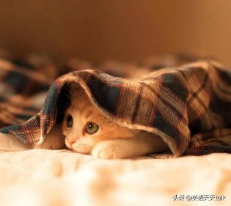 ​老外常说的“I'm into you”，英语到底啥意思？别乱猜