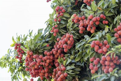 申请绿色食品你需要知道的5个真相