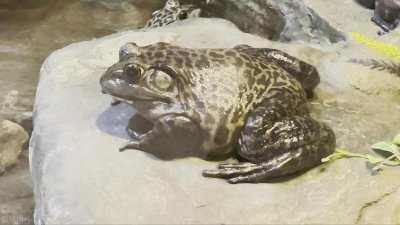 给大家报个“冷门”养殖,养15只变55000只,1斤卖3500,真暴利