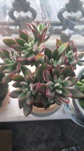 ​多肉盆栽锦晃星栽培与养护技术