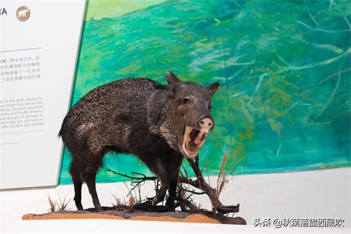 重庆自然博物馆：寓教于乐的亲子一日游好去处。免费还有恐龙看