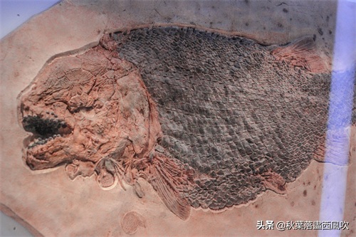 重庆自然博物馆：寓教于乐的亲子一日游好去处。免费还有恐龙看