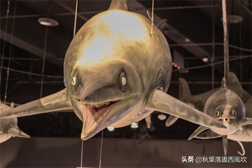 重庆自然博物馆：寓教于乐的亲子一日游好去处。免费还有恐龙看