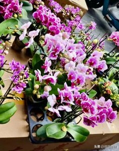 ​【说说历史悠久的广州花市】