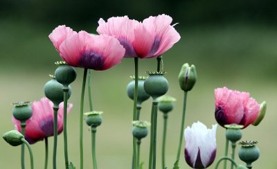 罂粟不能随便种 种植一株也违法