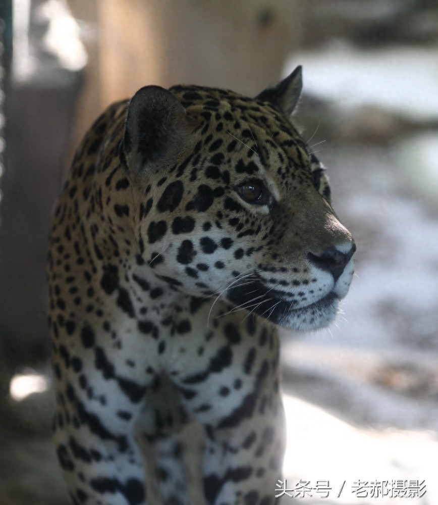 静似猫 动如风雷的美洲豹