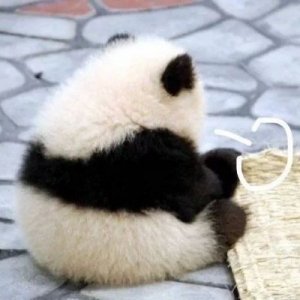 「表情包113」:叹气合集