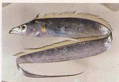 <完全鱼种手册>认识带鱼