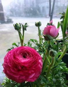 它叫做“芹菜花”,开花如牡丹,五颜六色的花春季开满枝