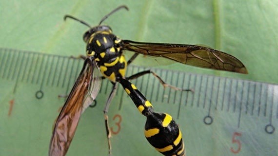 它可不是普通的蜜蜂，蜇了人也不会死的泥蜂太嚣张