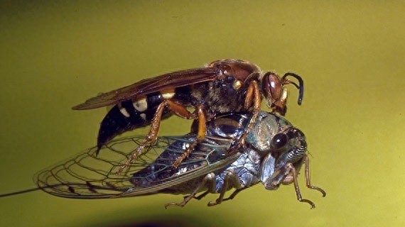 它可不是普通的蜜蜂，蜇了人也不会死的泥蜂太嚣张