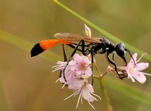 它可不是普通的蜜蜂，蜇了人也不会死的泥蜂太嚣张