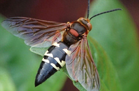 它可不是普通的蜜蜂，蜇了人也不会死的泥蜂太嚣张