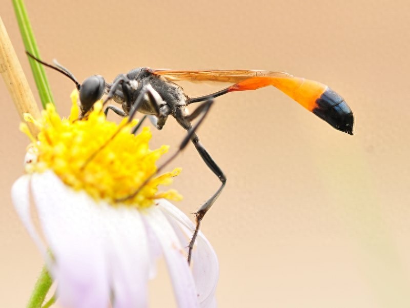 它可不是普通的蜜蜂，蜇了人也不会死的泥蜂太嚣张