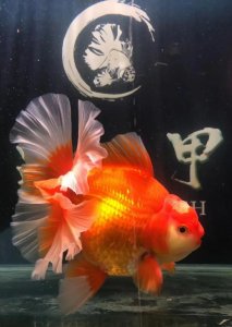 ​想养好泰狮？我个人有五点建议，看看适不适合你？