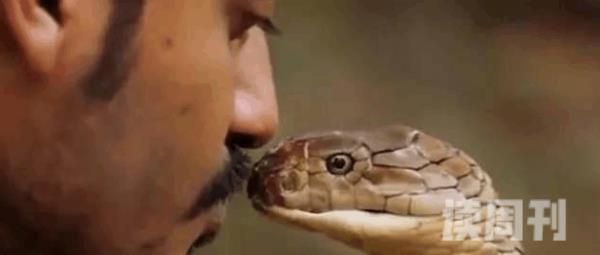 世上体型最长的毒蛇眼镜王蛇 1