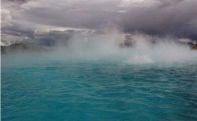 ​沙皮狗多少钱一只十斤左右的