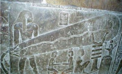 世界最大的物种是一种蘑菇