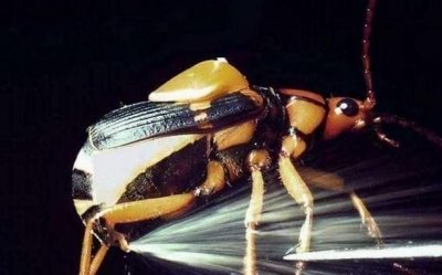 ​放屁虫能释放100℃的有毒液体，它的屁股难道不会被烧坏吗？