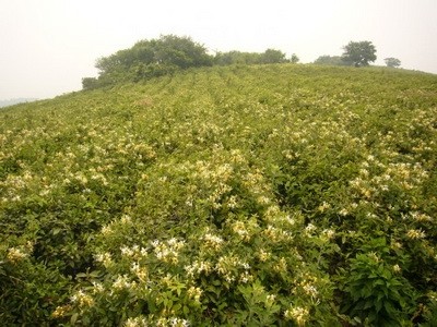 安徽森林公园肥东浮槎山——江北小九华,环巢湖名山