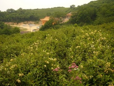 安徽森林公园肥东浮槎山——江北小九华,环巢湖名山