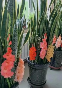 ​“花开让人惊艳！大姐家的金边虎皮兰竟如此迷人！