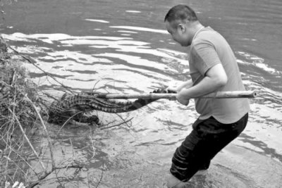 ​鳄鱼从动物园逃出“潜伏”周边 被“神枪手”一枪击毙