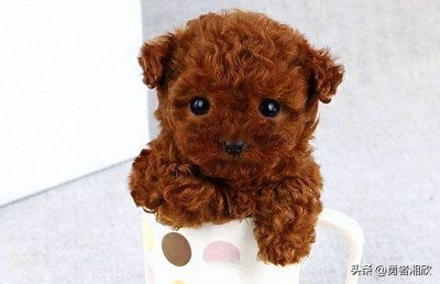 世界十五大迷人的迷你犬种,小巧可爱,温馨陪伴你的家庭