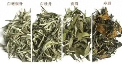 带您了解福鼎白茶